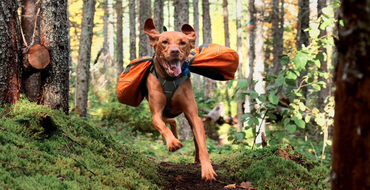 Trail Gear